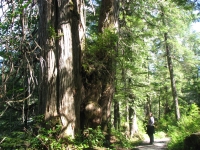 A hike in the Rain Forest